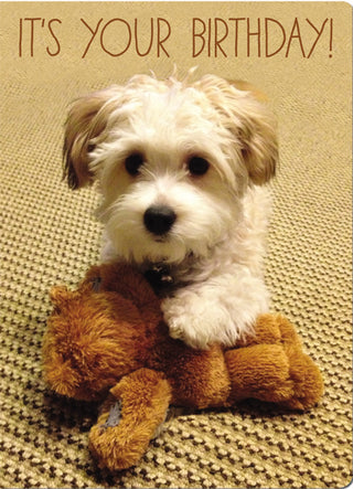 Dog holding a teddy bear with 'It's Your Birthday!' text on a textured background